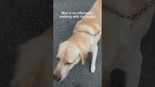 Max our friendly neighbor's dog | He loves to walk #animals #walking #street#short  @LCmixvids