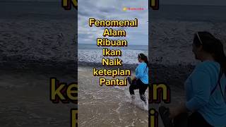 Panik Ribuan Ikan Naik Kedaratan