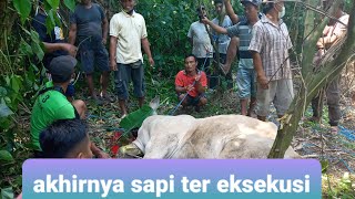 VIRAL. SAPI UCUL DAN MENGAMUK AKHIRNYA DI EKSEKUSI DI TENGAH SAWAH.