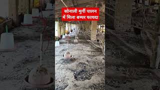 कैसे किसान ने सोनाली मुर्गी पालन से कमाया लाखों का फायदा