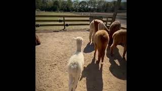 Alpaca family goes on a walk