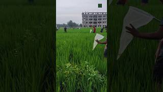 Collection of insects in the paddy field... #shorts #insect #entomology  #practical #viral