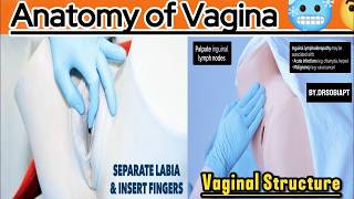 Anatomy of Vagina animation