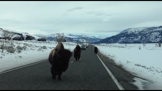 You won’t believe what these Yellowstone buffalo do!!!