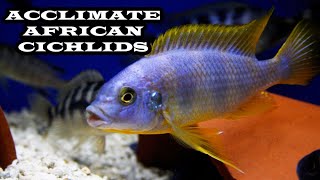 How to Acclimate African cichlids to your Aquarium