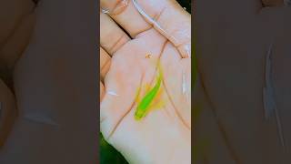 😁জেব্রা ড্যানিয়ো Female মাছটি লোডে আসছে|#viralvideo #fishing #fish #fyp #maserkhamar