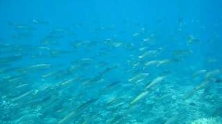 Barracuda School & Coral: Snorkeling Great Barrier Reef.AVI