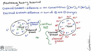 Transmembrane Potential