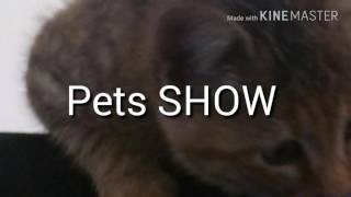 Pets SHOW