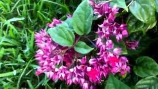 Flowers in Motion  - Nature Videos -  Day 5