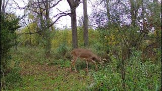 Deer Hunting - Michigan Whitetail