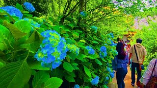 Tokyo Hydrangeas Temple Walking Tour -4K- Travel guide Kmakura