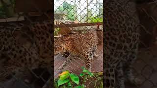 leopard🐆කවුද බලනකො ගහේ ඉන්නේ#shorts#subscribe#travelsl#srilanaka#nature#lanka#travelsl