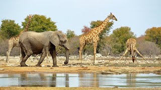 Life of African Elephants - Largest Terrestrial Mammals of the Earth - 4K Nature Documentary Film