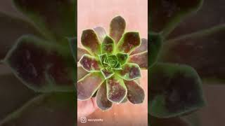 Sempervivum Love #Shorts