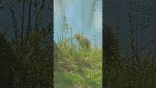 Crane outside my window!