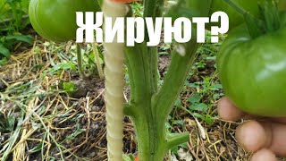 Жируют? Влияние азота на урожайность индетерминантных томатов.