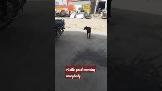 cute dog  🐕  at my shop for everytime.