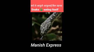 किन सर्प ले आफुले आफुलाई खान्छ? Why Snake Eating Itself 😱 || #shorts #ytshorts #youtubeshorts