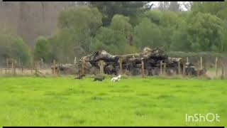 cacerias de liebres con galgos temporada 2023 , Corral los "JARA" Valdivia, región de los ríos.