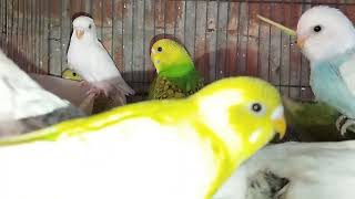 Birds chirping relaxing sound #birds #budgrie #parakeet