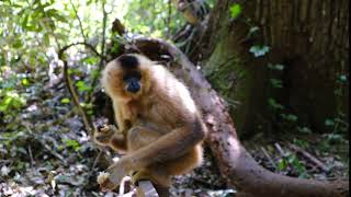 Footage of a monkey eating in a forest