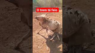 O trem tá feio #viral#agro