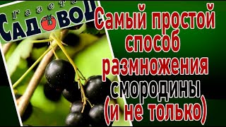 Самый простой способ размножения смородины (и не только смородины)