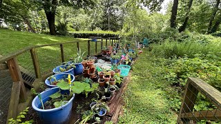 AWESOME MID JULY CT 6B GARDEN UPDATE 💜💜💜 #gardening #diy #storytelling