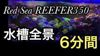 Red Sea REEFER350 水槽全景　6分間