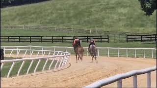 Sun in My Heart (outside) and Sever (rail) gallop on 6/1.