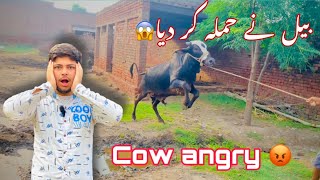 Our cow attacked 😱|| why is our cow angry today 😤|| qurbani ka janwar 2023