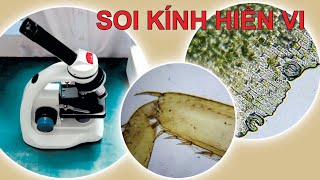 Review, lắp ráp kính hiển vi 1000x để quan sát côn trùng và lá cây - Thế giới bé nhỏ - P1