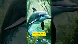 اكتشف أسرار الدلافين: ذكاء يفوق الخيال! 🐬🌊 #مملكة_الحيوانات #معلومات #عالم_الحيوانات #اكسبلور