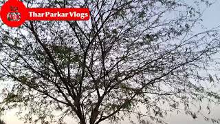 TharParkar videos Thar parkar Beautiful Videos Bueaty of tharparkar