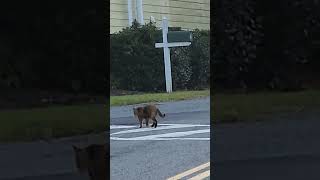 Cat in the Crosswalk near the Museum