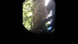 Female Northern Spotted Owl contact calling to her nestling