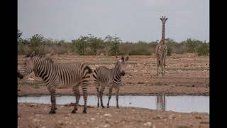 Namibia Roadtrip 2024 #7 Hobatere Lodge und der westliche Etosha