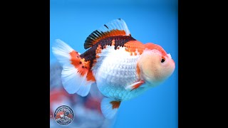 Tricolor Oranda 3.5-4.5 inches (241004_OR09)