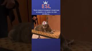 #esl #cat #fu #funny #pet #english #education #travel #short