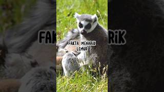 Fakta Menarik Lemur #animals #faktaunik #hewan