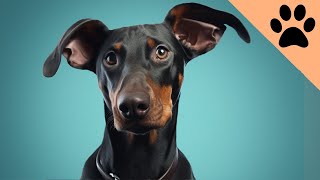 Pros and cons of owning a Doberman Finally Revealed