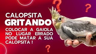 Onde colocar o VIVEIRO da CALOPSITA ?  #3