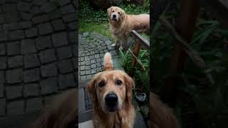 Mushroom growing on mushroom 🤣 #CuteDog #Goldenretriever #Dog #Goldie #Mushroom #Shorts