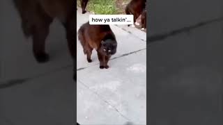 Group of Cats protecting the street from dogs