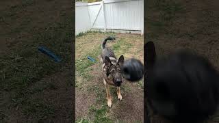 Charlie plays fetch #shorts #germanshepherdpuppy #viraldogsvideos #cutedogs #1kviews #subscribe