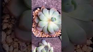 Great succulent unfold Diy idea #shorts