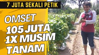 IDE BISNIS SAMPINGAN DI DESA PENGHASILAN 104 JUTA SEKALI PANEN - IDE PELUANG USAHA DI KAMPUNG