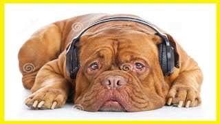 🐶Música Relajante para perros para Dormir 2018 / La Música favorita del perro