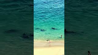 Southern Calif Beaches Where Dolphins Swim Close to Shore